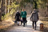 Social Walk_Hundeschule M&uuml;nchen_Hundecoaching Du und Ich_1